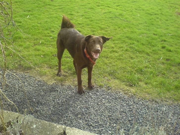 Blanding af racer Viktor <3 (R.I.P) billede 5