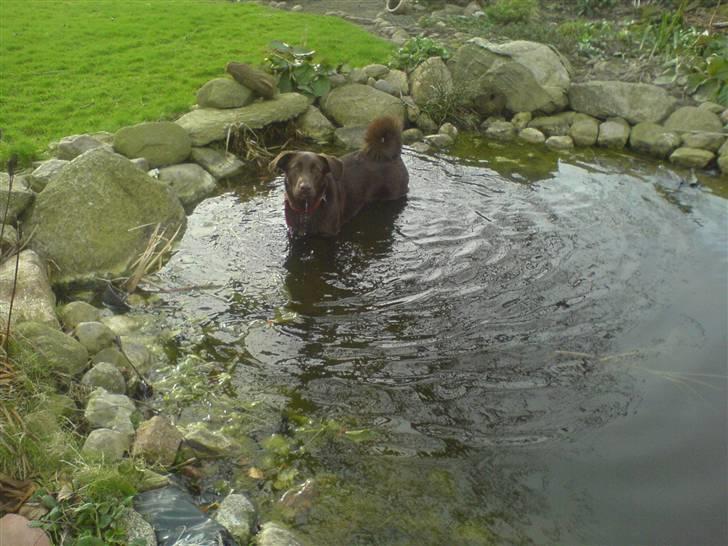 Blanding af racer Viktor <3 (R.I.P) billede 6