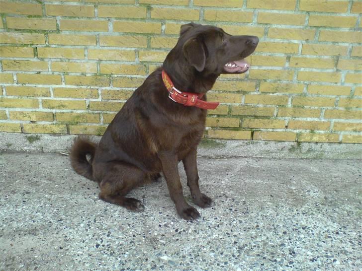 Blanding af racer Viktor <3 (R.I.P) billede 7