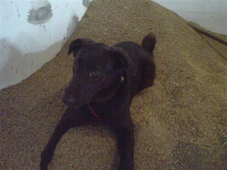 Blanding af racer Viktor <3 (R.I.P) billede 8