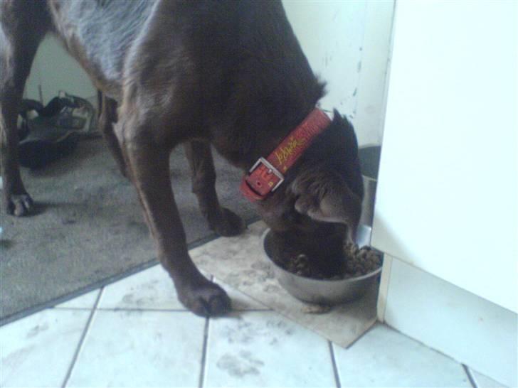 Blanding af racer Viktor <3 (R.I.P) billede 9