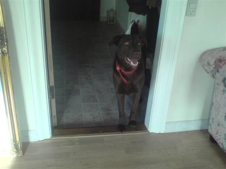 Blanding af racer Viktor <3 (R.I.P) billede 10