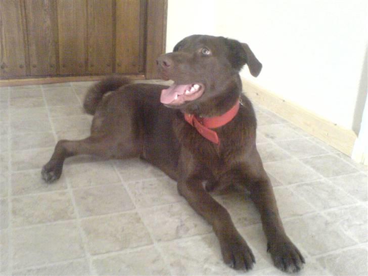 Blanding af racer Viktor <3 (R.I.P) billede 11