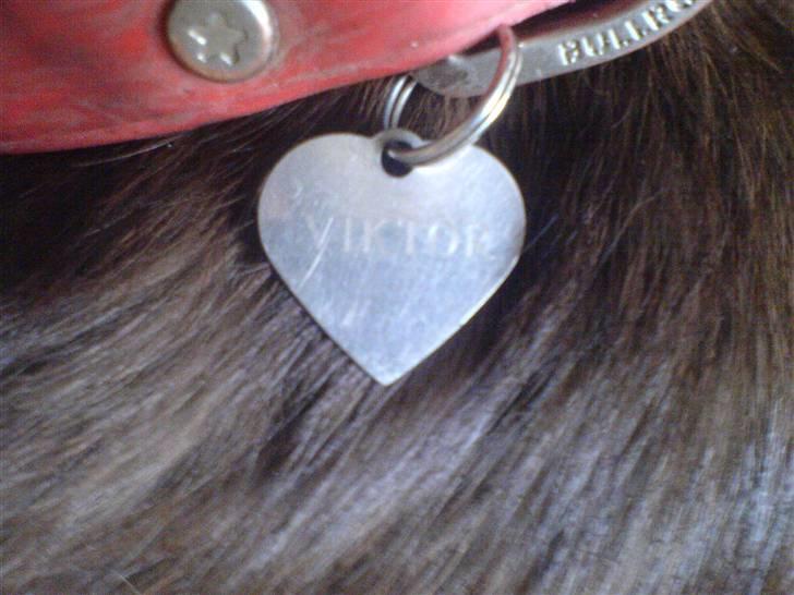 Blanding af racer Viktor <3 (R.I.P) billede 12