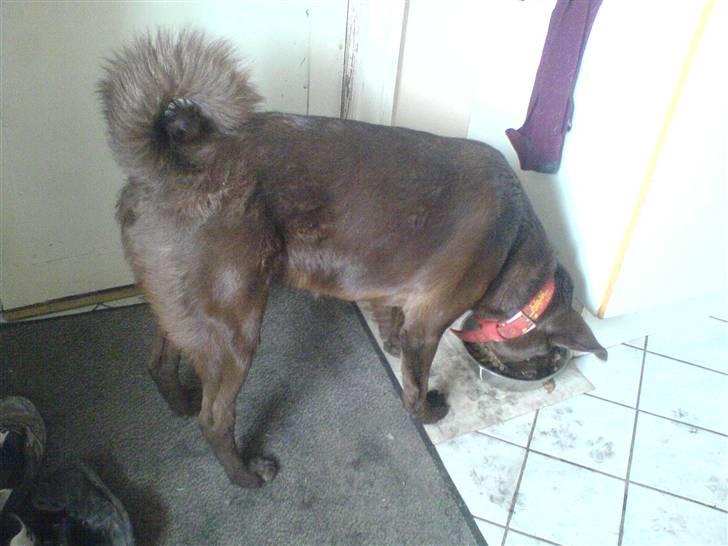 Blanding af racer Viktor <3 (R.I.P) billede 13