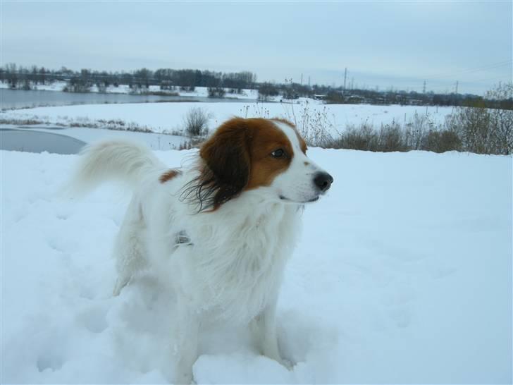 Kooikerhondje Kooijoy Garlic - Garlic i vinterwonderland :-) billede 16