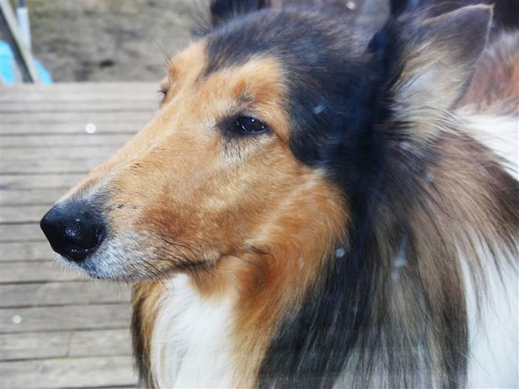 Collie langhåret Claudio - Sådan ser en eftertænksom collie ud :-) billede 10