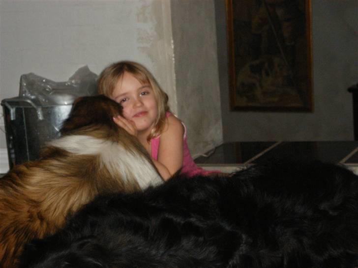 Collie langhåret Claudio - Lidt formiddags hygge foran brændeovnen billede 11