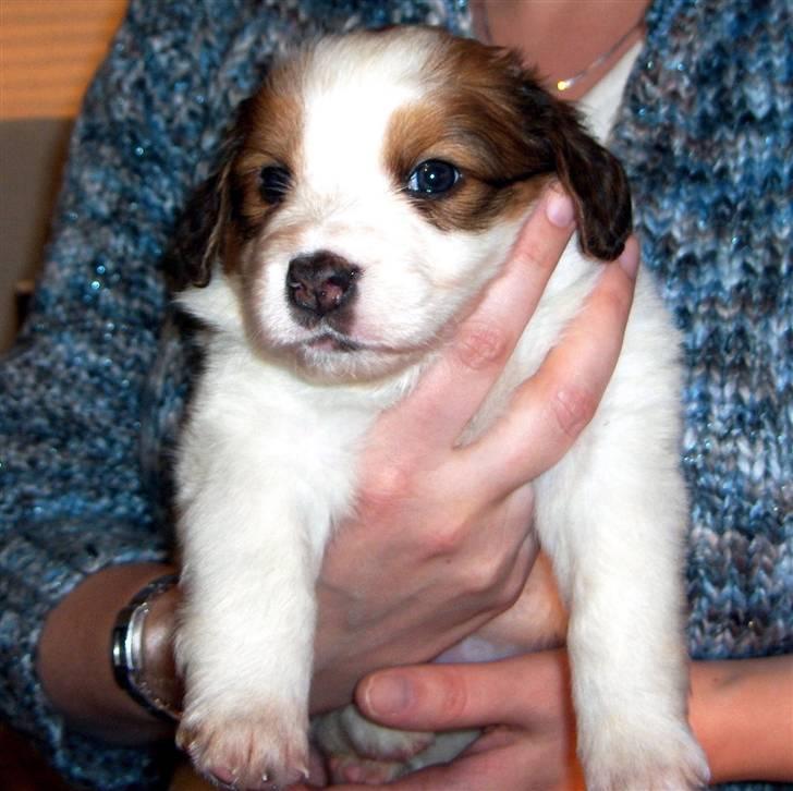 Kooikerhondje Kooijoy Garlic - Billedet er fra da jeg var ovre og vælge hvalp, så her er Garlic 4 uger billede 2