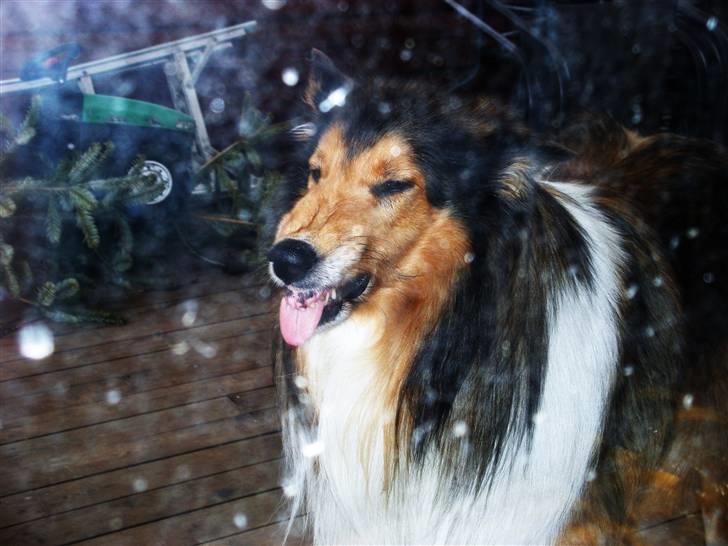 Collie langhåret Claudio - Det var sådan indbrudstyvene mødte Claudio..av av billede 12