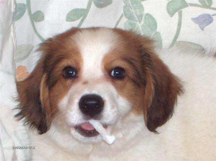 Kooikerhondje Kooijoy Garlic - Garlic nyder en tyggepind billede 3