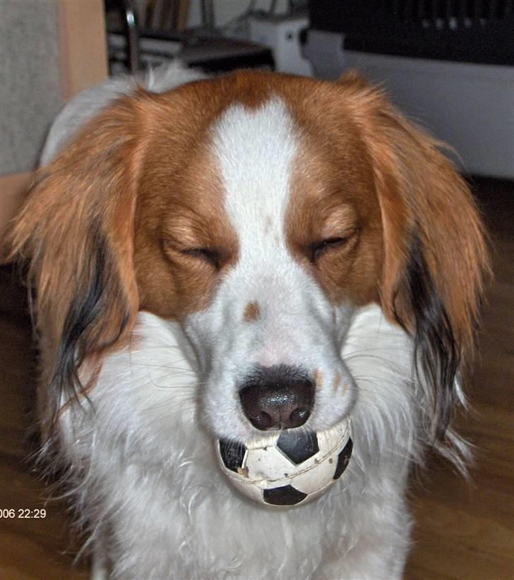 Kooikerhondje Kooijoy Garlic - Ihh, mor!!!! behøver du altid at tage billeder af mig!!!! billede 4