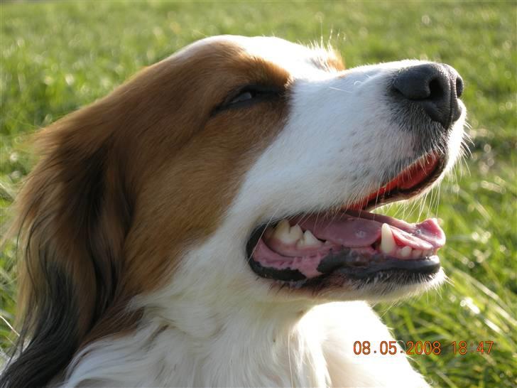 Kooikerhondje Kooijoy Garlic - Garlic nyder solen billede 5