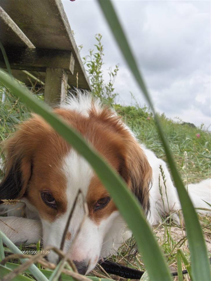 Kooikerhondje Kooijoy Garlic - Garlic hviler lidt efter en laaaang gåtur i vores ferie på Langeland 2007 billede 6