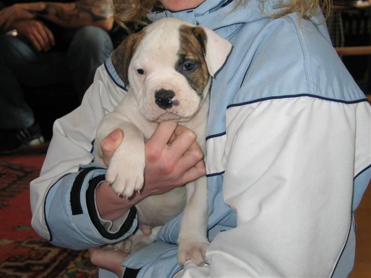 Amerikansk bulldog hannibal R.I.P - er han ikke skøn er lige kommet hjem for første gang <3=D billede 16