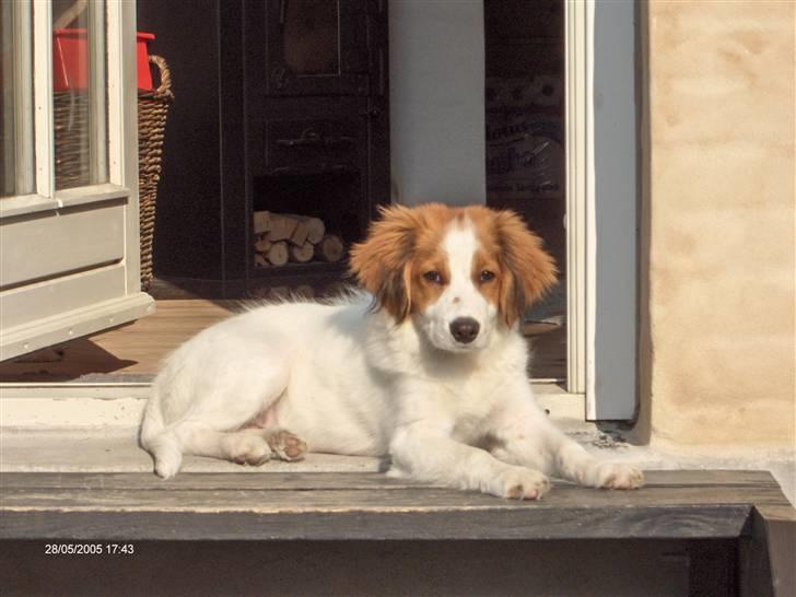 Kooikerhondje Kooijoy Garlic - Forårssolen nydes! billede 7