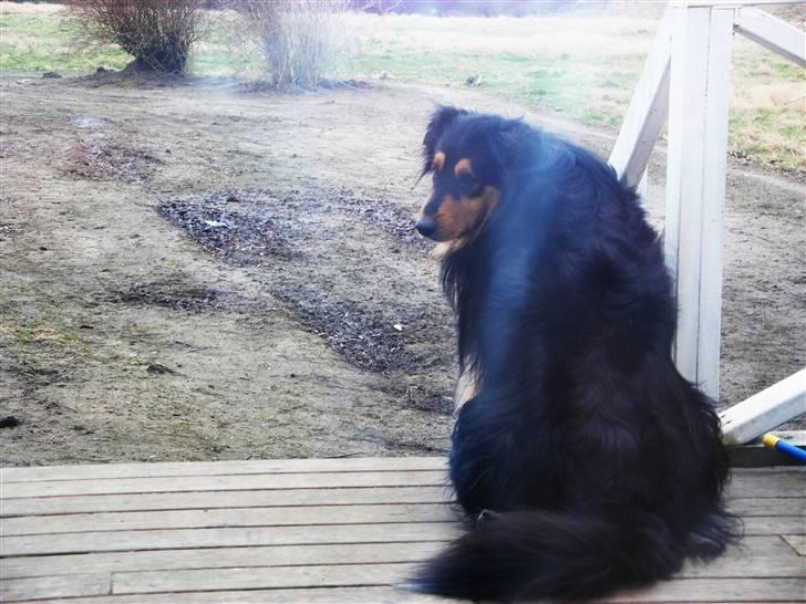 Blanding af racer Cato billede 11