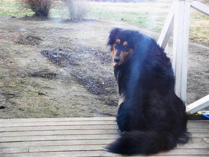 Blanding af racer Cato billede 12