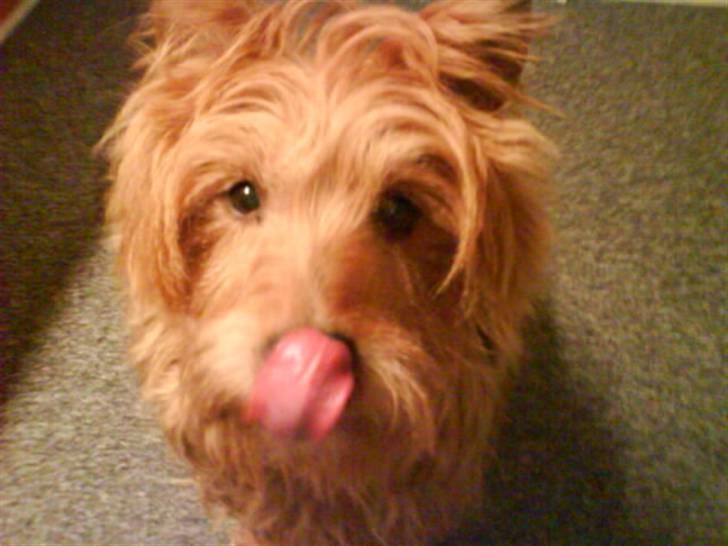 Australsk terrier Tholi Wictor (rasmus)  billede 15