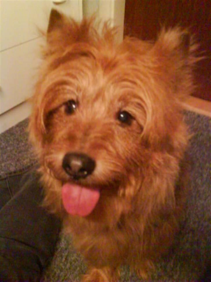 Australsk terrier Tholi Wictor (rasmus)  billede 16