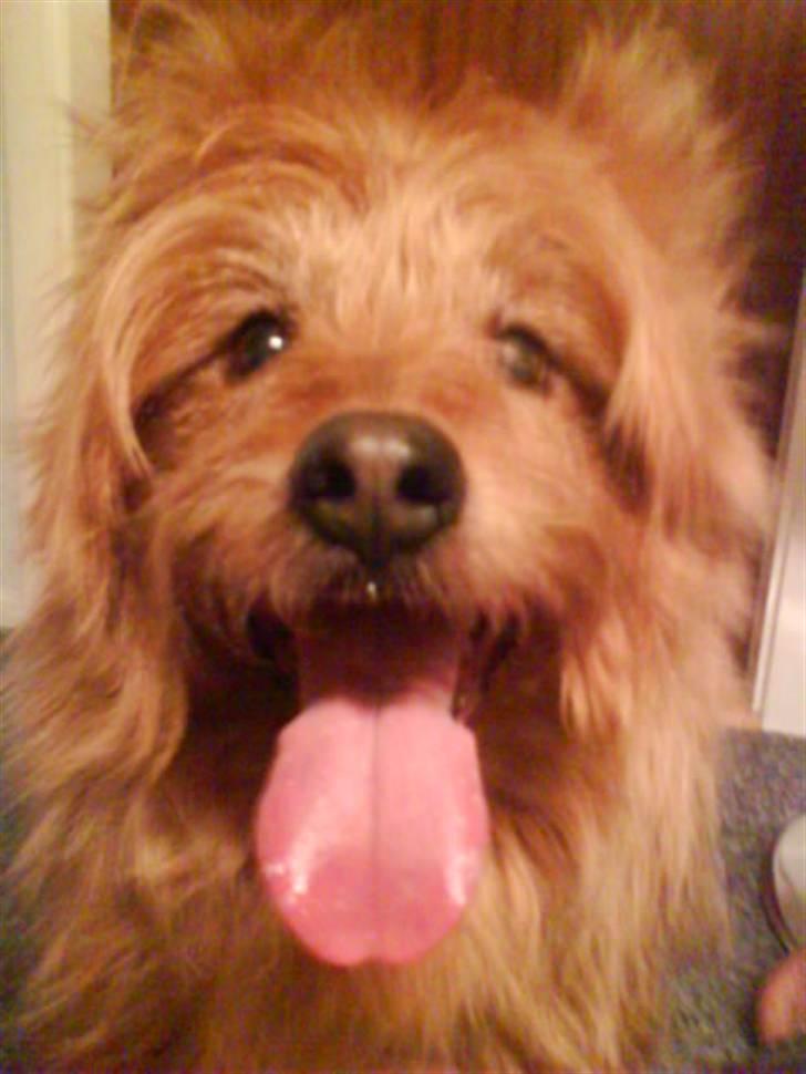 Australsk terrier Tholi Wictor (rasmus)  billede 17