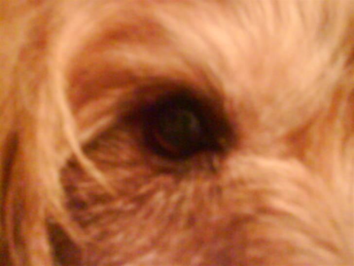 Australsk terrier Tholi Wictor (rasmus)  billede 18