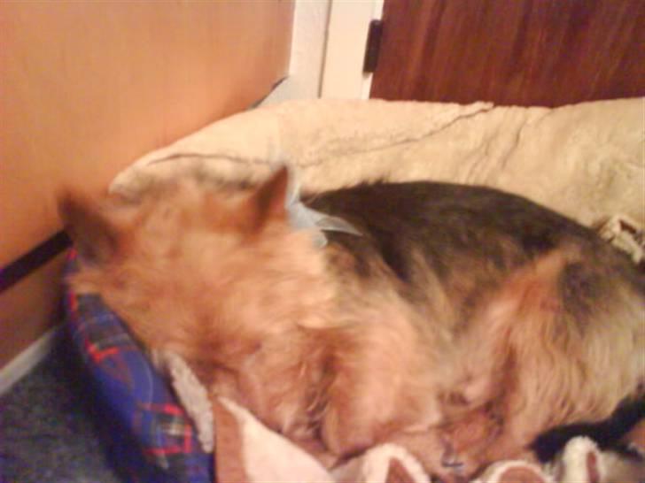 Australsk terrier Tholi Wictor (rasmus)  billede 19