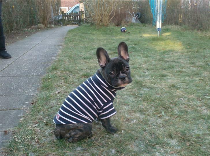 Fransk bulldog Sumo - 15 uger gammel billede 6