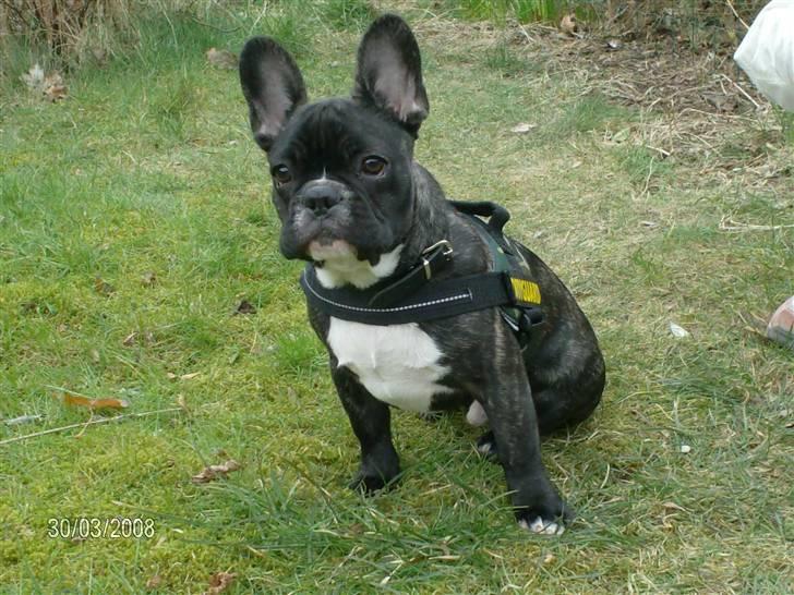 Fransk bulldog Sumo - Hey...... billede 7