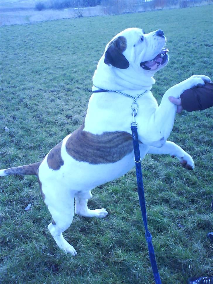 Amerikansk bulldog hannibal R.I.P - Er bare for lækker=D billede 17