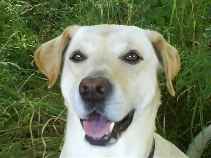 Labrador retriever Hugo.. (aflivet) - jeg er så sød.... er jeg ikk?????? billede 5