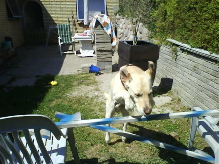 Labrador retriever Hugo.. (aflivet) - see mig hi hi det er altså sjovt at springe billede 6