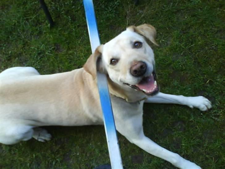 Labrador retriever Hugo.. (aflivet) - men det er meget sjovere at løbe ned under springet billede 7