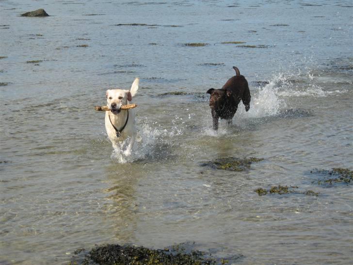 Labrador retriever Hugo.. (aflivet) - jeg fik den.. og du får den ikke billede 8