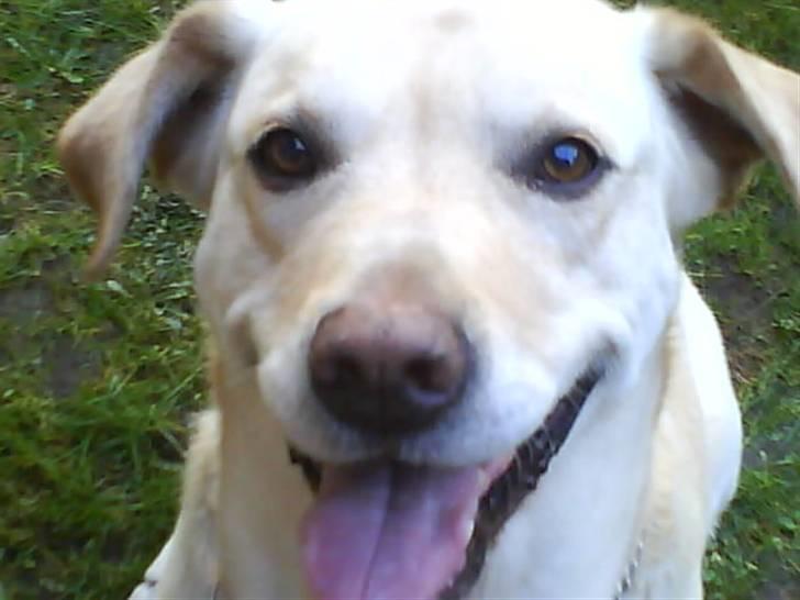 Labrador retriever Hugo.. (aflivet) - HUGO... <3... :-D....  :-).....  <3 billede 9