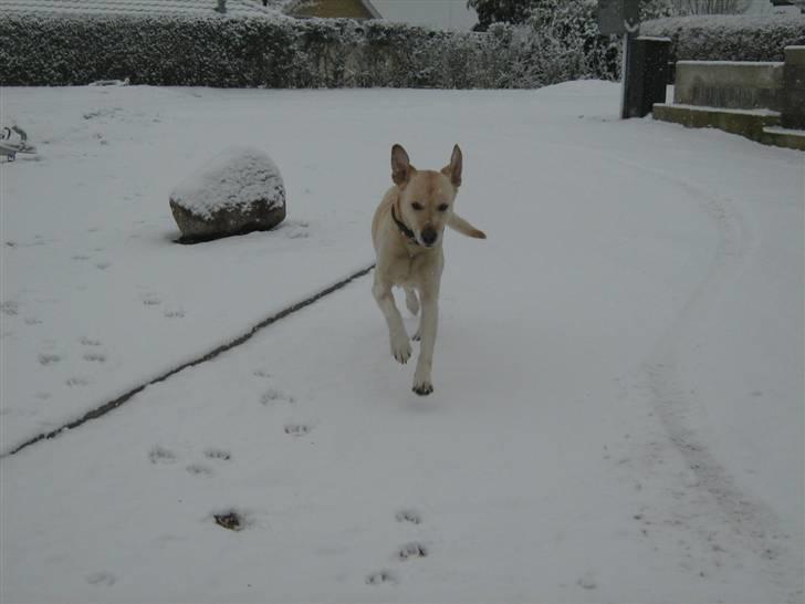 Labrador retriever Hugo.. (aflivet) - her kommer jeg billede 10