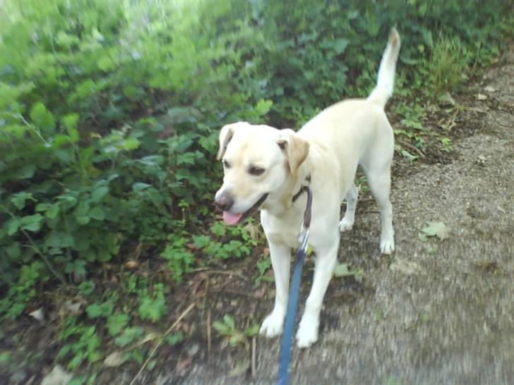 Labrador retriever Hugo.. (aflivet) - der så fuld af sjov inde i  en skov..... he he billede 11