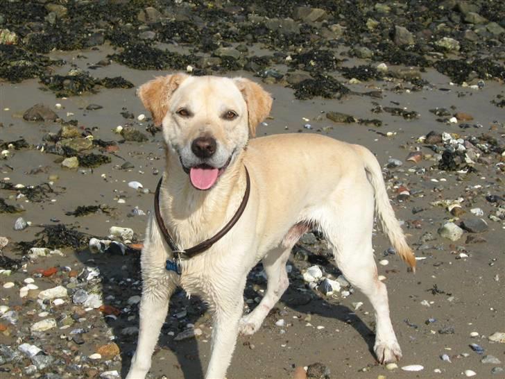 Labrador retriever Hugo.. (aflivet) - halløj billede 12