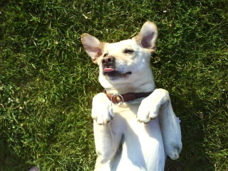 Labrador retriever Hugo.. (aflivet) - det her er sjovt billede 13