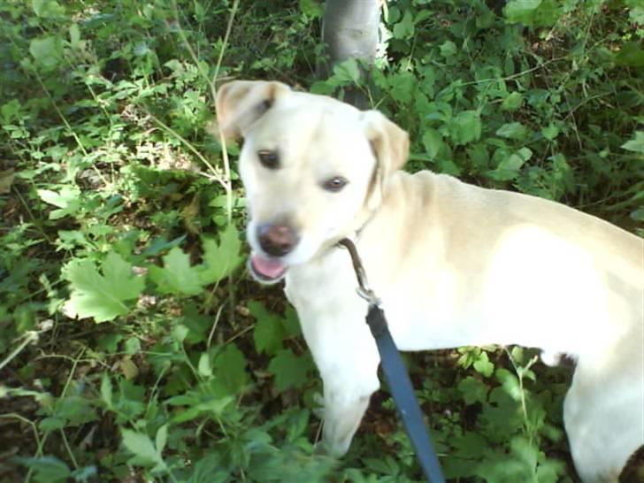 Labrador retriever Hugo.. (aflivet) - en tur i skoven.. det er noget jeg elsker.. billede 14