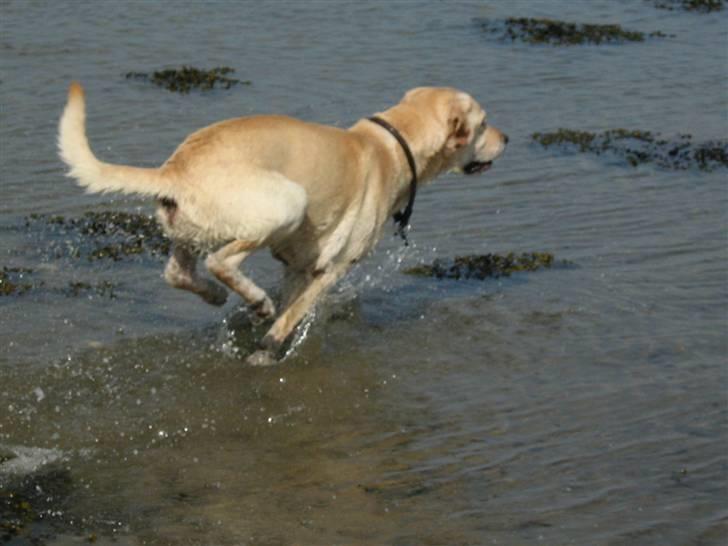 Labrador retriever Hugo.. (aflivet) - det kan godt være jeg er gammel ..men farten mister jeg aldrig billede 15
