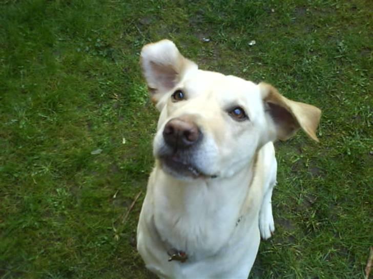 Labrador retriever Hugo.. (aflivet) - det smagte godt, må må jeg få bare lidt mer billede 16