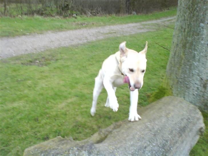 Labrador retriever Hugo.. (aflivet) - er jeg ikk bare sej...... jeg flyver jo næsten:-) billede 17
