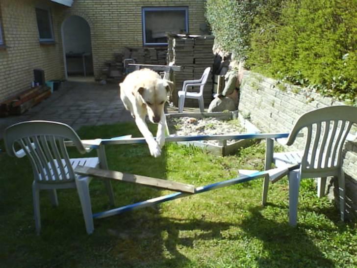 Labrador retriever Hugo.. (aflivet) - jeg sagde det jo!! jeg kan jo springe en meter billede 18