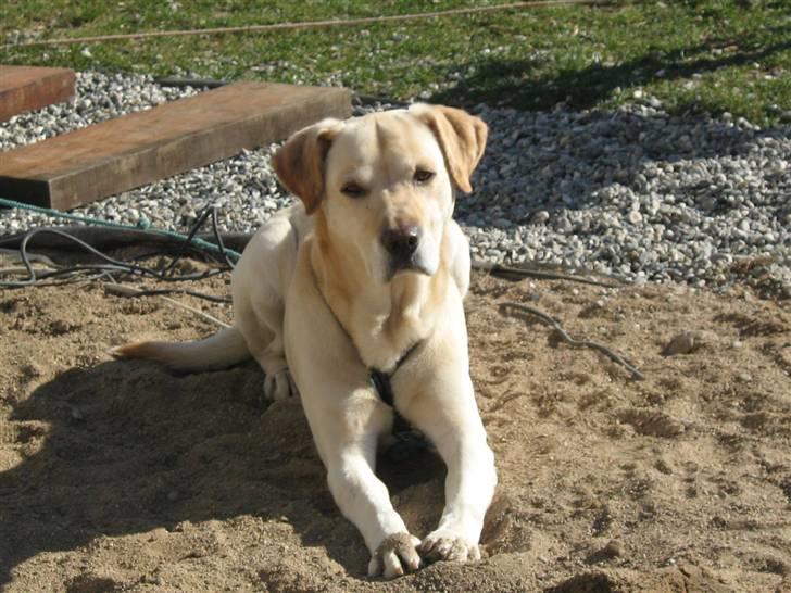 Labrador retriever Hugo.. (aflivet) - som sagt mit navn er HUGO..................... billede 19