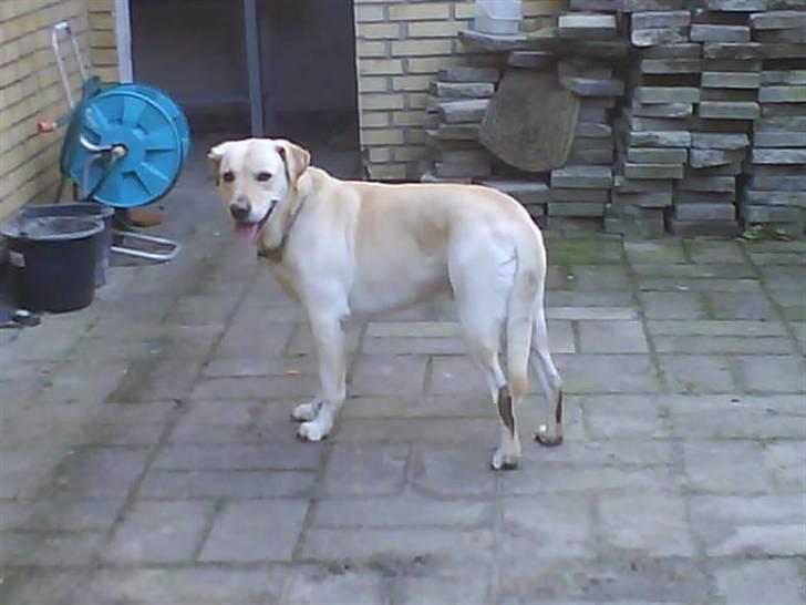 Labrador retriever Hugo.. (aflivet) - håber vi ses igen....:-?   smed gerne en kommentar takk billede 20