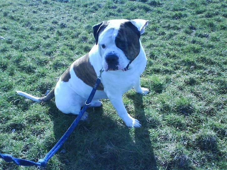 Amerikansk bulldog hannibal R.I.P - ser jeg ikke nutted ud=D Prøver at lave denne smilye XD billede 18