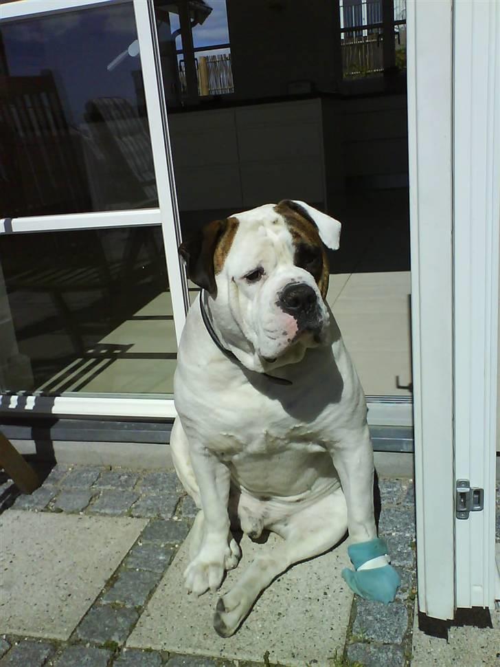 Amerikansk bulldog hannibal R.I.P - han vil ikke væk fra mig=) billede 19