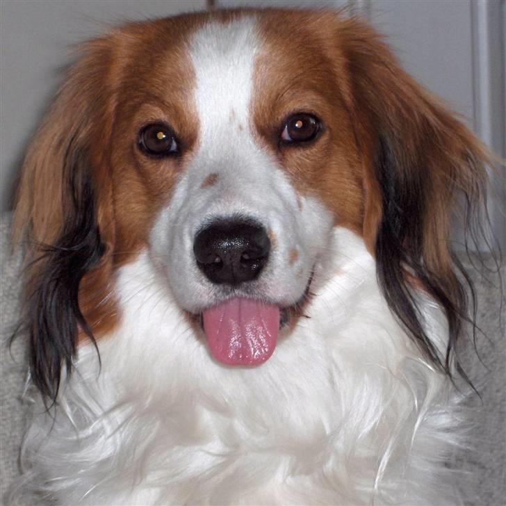 Kooikerhondje Kooijoy Garlic - ´Garlic lalleglad´ billede 8