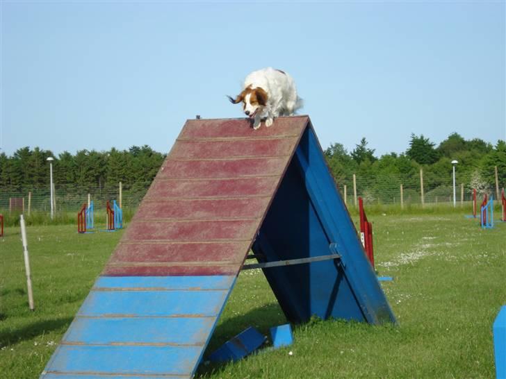 Kooikerhondje Kooijoy Garlic - Garlic i fuld fart over a-brædtet (foto taget af træneren) billede 9